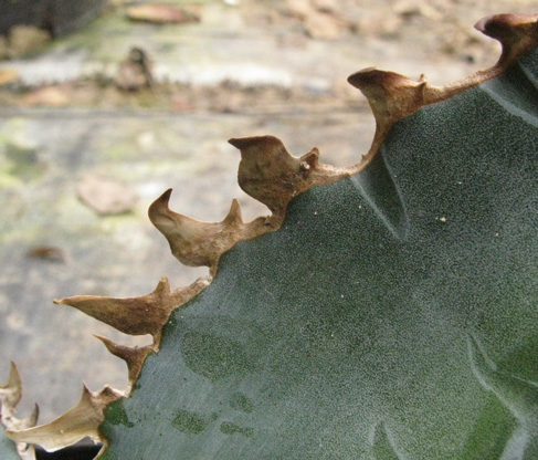 Pépinière Palmaris Agave titanota