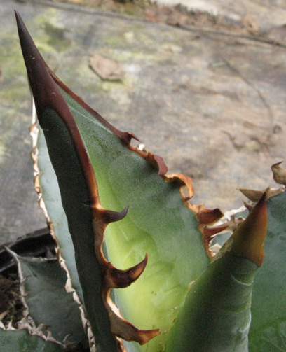 Pépinière Palmaris Agave titanota