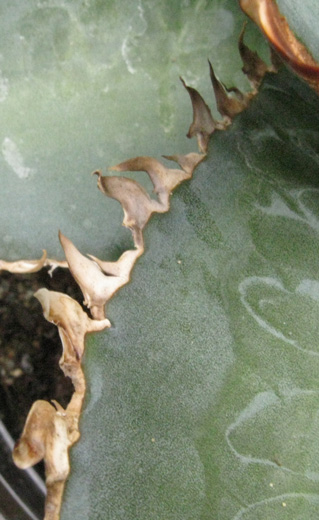 Pépinière Palmaris Agave titanota