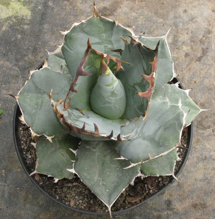 Pépinière Palmaris Agave titanota