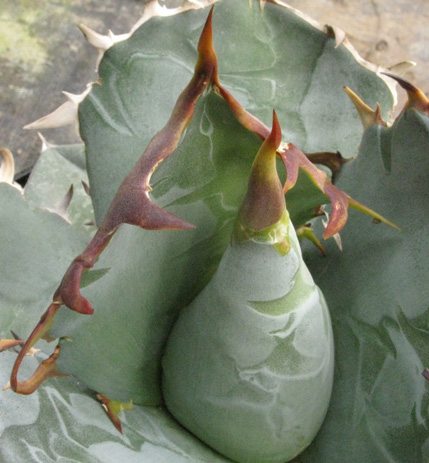 Pépinière Palmaris Agave titanota