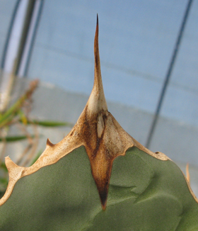 Pépinière Palmaris Agave titanota