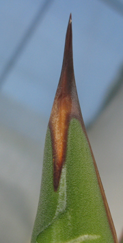 Pépinière Palmaris Agave titanota