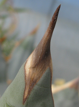 Pépinière Palmaris Agave titanota