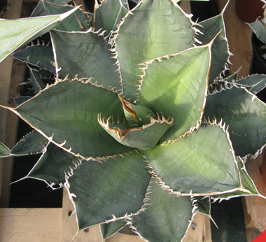 Pépinière Palmaris Agave titanota