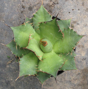 Pépinière Palmaris Agave titanota