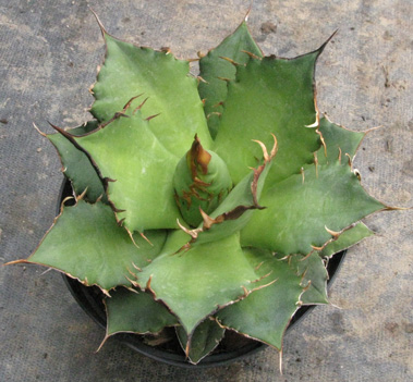 Pépinière Palmaris Agave titanota