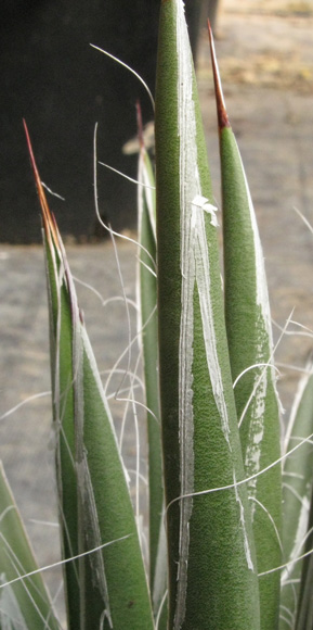 Palmaris Agave toumeyana