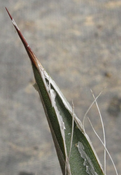 Palmaris Agave toumeyana