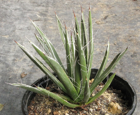 Agave toumeyana toumeyana