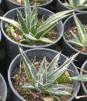 Palmaris Agave toumeyana