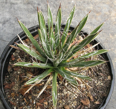 Palmaris Agave toumeyana bella