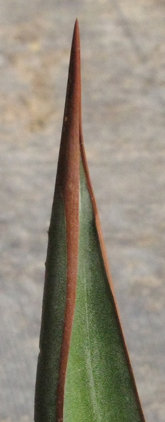 Palmaris Agave triangularis