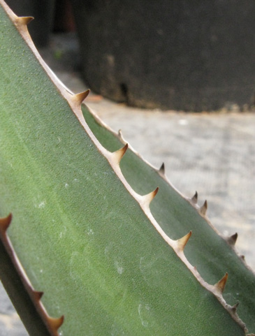 Palmaris Agave triangularis