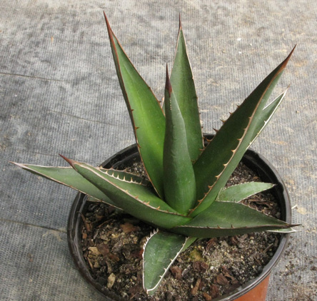 Palmaris Agave triangularis