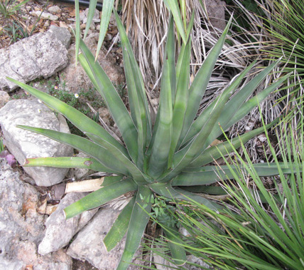 Agave triangularis Bandol