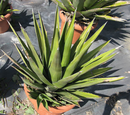 Pépinière Palmaris Agave triangularis Van der Meer