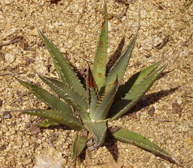 Palmaris Agave utahensis nevadensis Lespinet