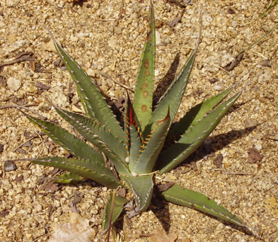 Palmaris Agave utahensis nevadensis Lespinet