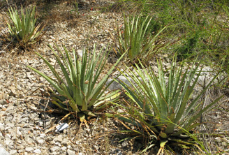 Palmaris Agave utahensis Nice