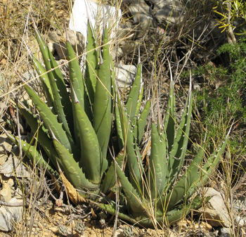 Palmaris Agave utahensis discreta Foncaude