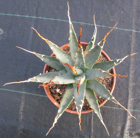 Pépinière Palmaris Agave utahensis eborispina