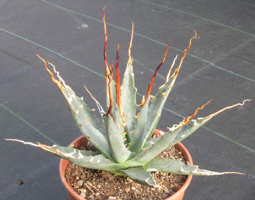 Pépinière Palmaris Agave utahensis eborispina