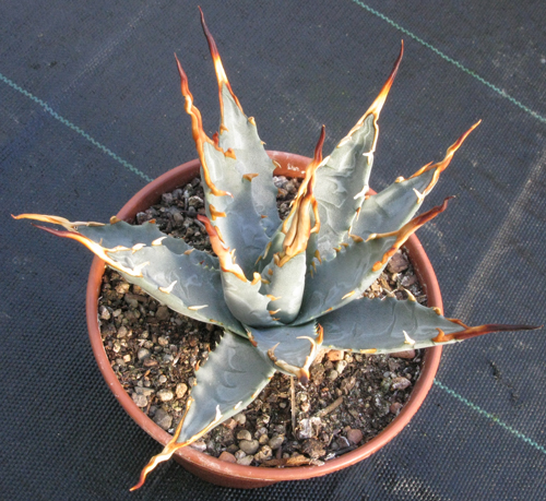 Pépinière Palmaris Agave utahensis eborispina