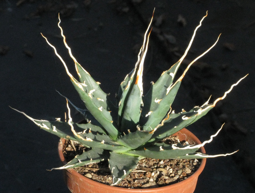 Pépinière Palmaris Agave utahensis eborispina