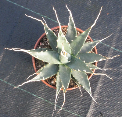 Pépinière Palmaris Agave utahensis eborispina