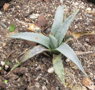 Palmaris Agave utahensis nevadensis