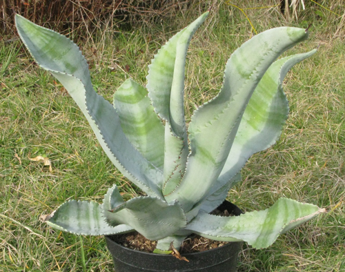 Pépinière Palmaris Agave valenciana