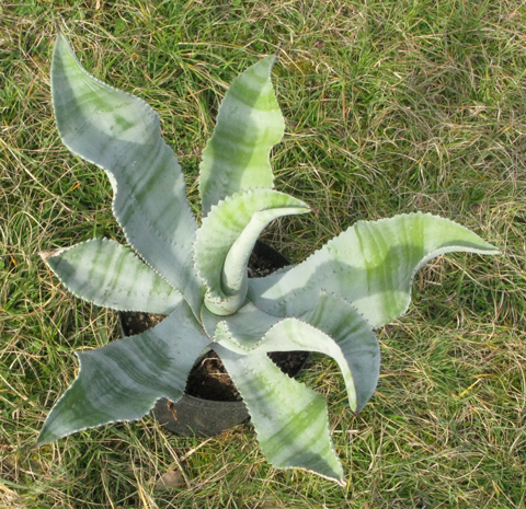 Pépinière Palmaris Agave valenciana