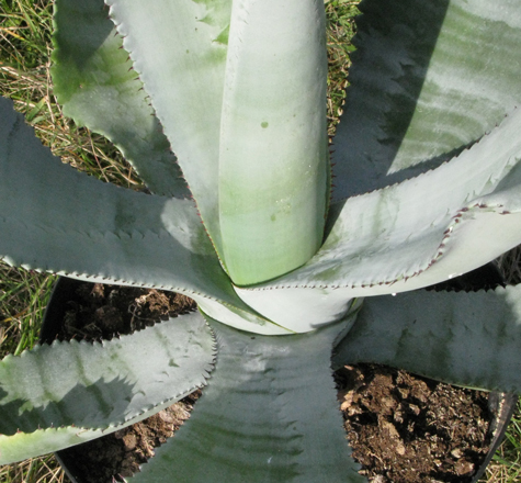 Pépinière Palmaris Agave valenciana