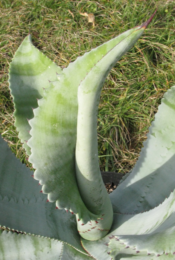 Pépinière Palmaris Agave valenciana