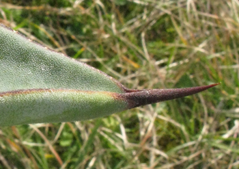 Pépinière Palmaris Agave valenciana