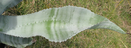 Pépinière Palmaris Agave valenciana