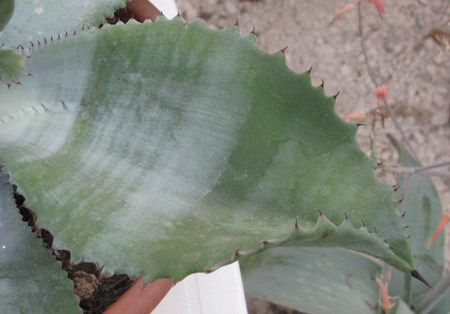 Pépinière Palmaris Agave valenciana Navarro