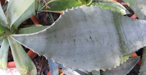 Pépinière Palmaris Agave valenciana Van der Meer