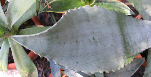 Pépinière Palmaris Agave valenciana Van der Meer