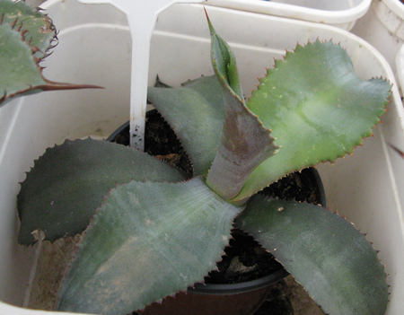 Pépinière Palmaris Agave valenciana Foncaude