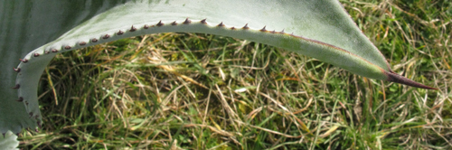 Pépinière Palmaris Agave valenciana