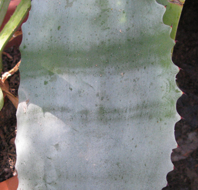 Pépinière Palmaris Agave valenciana Van der Meer