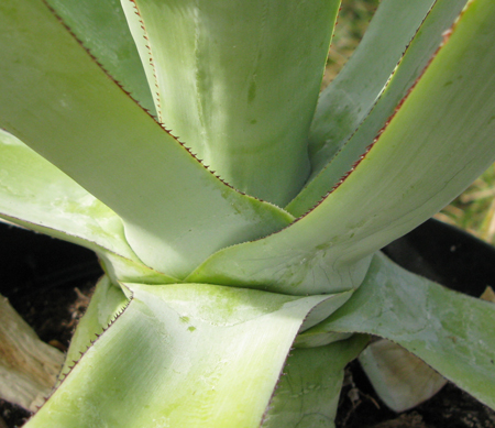 Pépinière Palmaris Agave vazquezgarciae