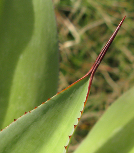 Pépinière Palmaris Agave vazquezgarciae