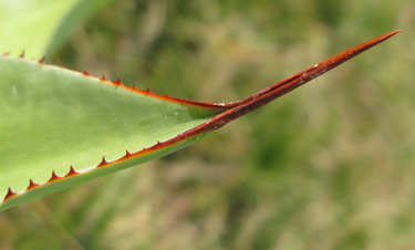 Pépinière Palmaris Agave vazquezgarciae