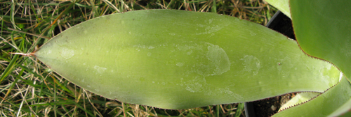 Pépinière Palmaris Agave vazquezgarciae