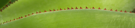 Pépinière Palmaris Agave vazquezgarciae