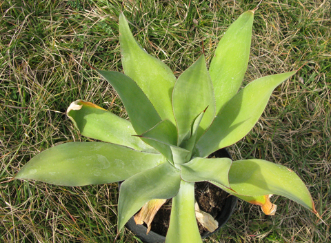 Pépinière Palmaris Agave vazquezgarciae