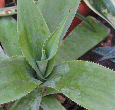 Pépinière Palmaris Agave vazquezgarciae Van des Meer